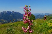 02 Lilium martagon (Giglio martagone) con vista in Alben